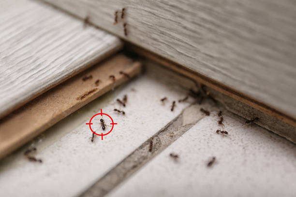 Best Residential Pest Control  in Brookdale, CA