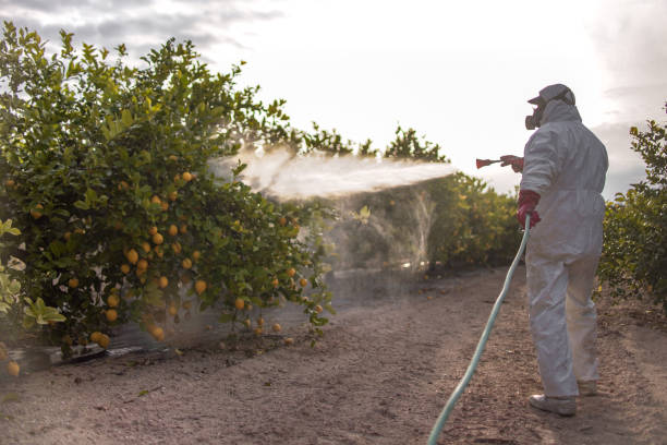 Best Pest Control Treatment  in Brookdale, CA